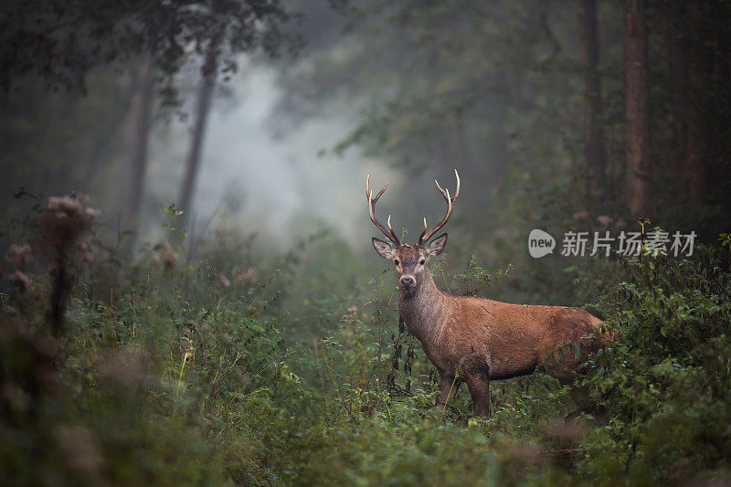 红鹿(Cervus elaphus)